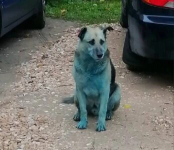 Синие собаки «вернулись» в Нижегородскую область