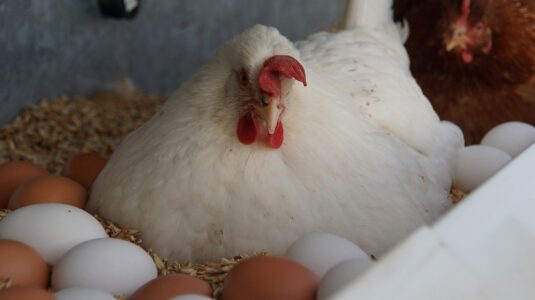 Куры и яйца подешевели: мониторинг цен в магазинах Нижнего Новгорода