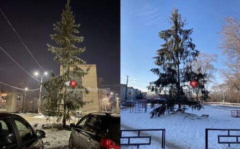 «Какой год, такие и елки»: борчане обсуждают внешний вид установленных во дворах новогодних деревьев