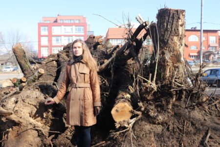 «Кабель должен идти прямо»: город потерял множество деревьев ради метростроя