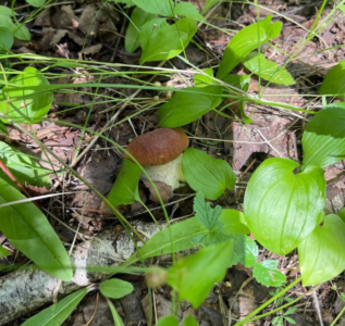 Нижегородцы нашли белые грибы в лесу