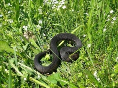 Змеи проснулись в лесах Нижегородской области